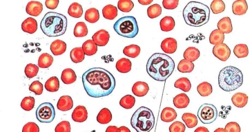 Лабораторна робота "Мікроскопічна будова крові людини" | Тест на 11  запитань. Біологія
